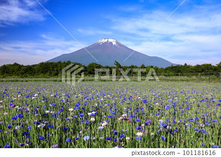 矢車菊盛開的初夏山中湖花之宮公園 101181616