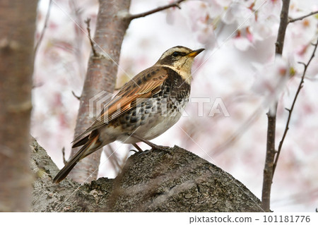 Cherry blossoms in full bloom in spring and the familiar migratory thrush Cherry blossoms in full bloom in spring and the familiar migratory thrush 101181776