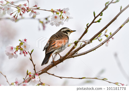 春天盛開的櫻花和熟悉的候鳥 101181778