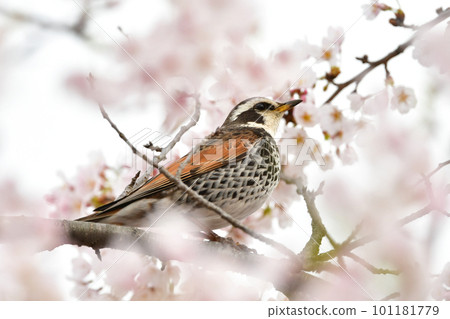 Cherry blossoms in full bloom in spring and the familiar migratory thrush Cherry blossoms in full bloom in spring and the familiar migratory thrush 101181779