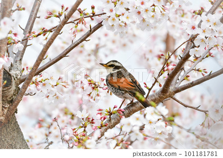 春天盛開的櫻花和熟悉的候鳥 101181781
