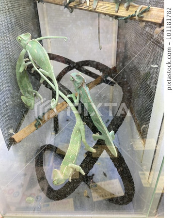 它們是水族箱中的 4 只綠色變色龍，面紗變色龍。水箱 101181782