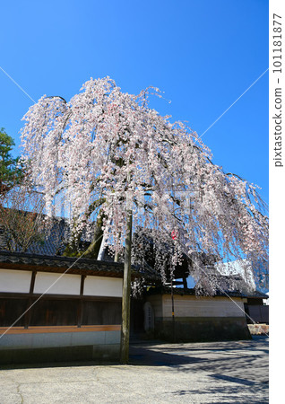 Keionji Temple Weeping Cherry Tree Kanazawa 101181877