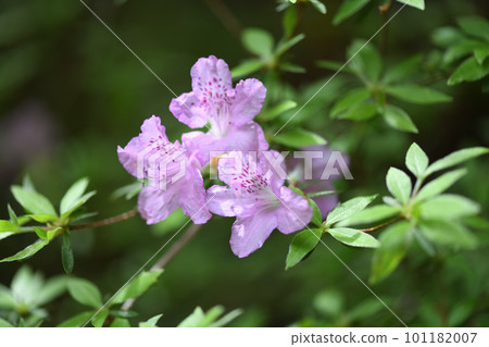 Wisteria azalea 101182007