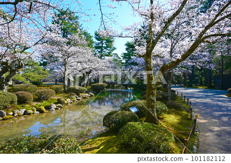 兼六園花見橋櫻花金澤 兼六園花見橋櫻花金澤 101182112