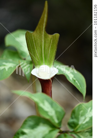 Yukimochisou (Yukimochisou) 花 Yukimochisou (Yukimochisou) 花 101182156