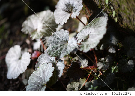 Yukinoshita離開 101182275