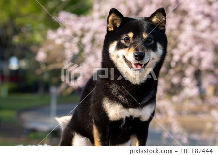 以櫻花為背景的柴犬 101182444