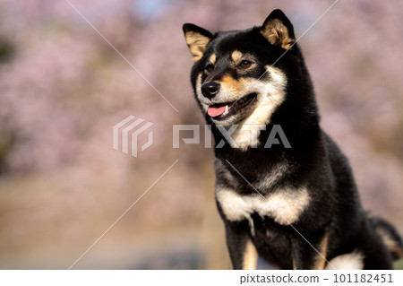 Shiba Inu against the background of cherry blossoms 101182451