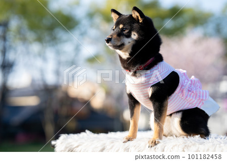 坐著打扮的柴犬 坐著打扮的柴犬 101182458
