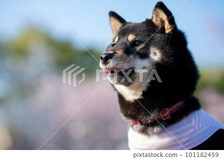 穿著Shiba Inu 101182459