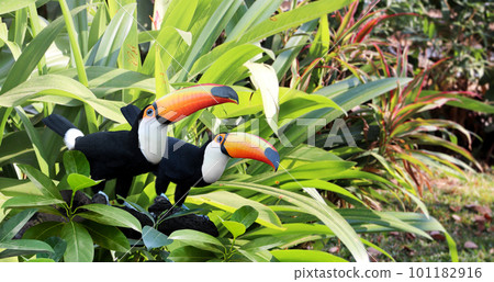 Horizontal banner with two beautiful colorful toucan birds (Ramphastidae) on a branch in a rainforest. Couple of toucan bird and leaves of tropical plants on sunny background Horizontal banner with two beautiful colorful toucan birds (Ramphastidae) on a branch in a rainforest. Couple of toucan bird and leaves of tropical plants on sunny background 101182916