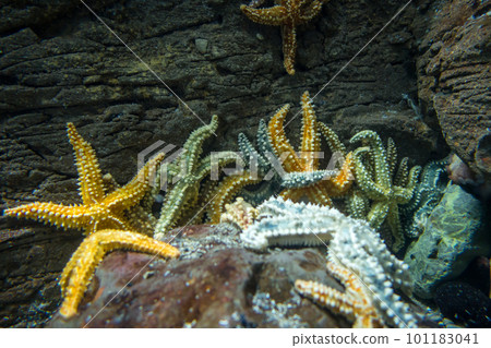 Starfish in ocean 101183041