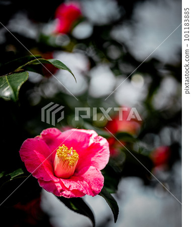 櫻花 櫻花 101183885