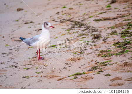 One Seagull, The European herring gull, swims on the calm lake shore in sunset One Seagull, The European herring gull, swims on the calm lake shore in sunset 101184156