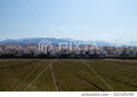 船米櫻花 船米櫻花 101184298