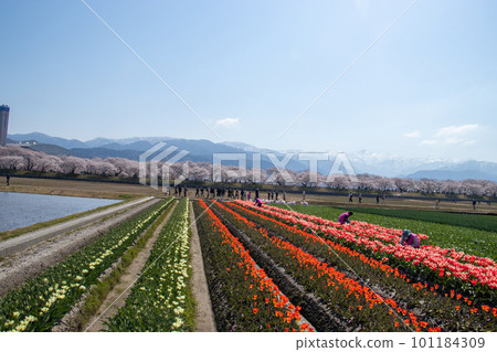 船米櫻花 船米櫻花 101184309