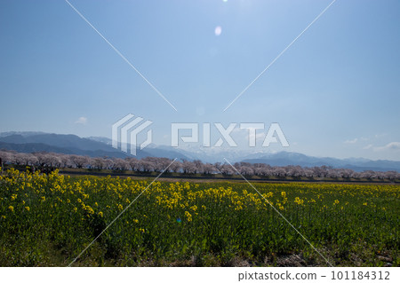 船米櫻花 船米櫻花 101184312