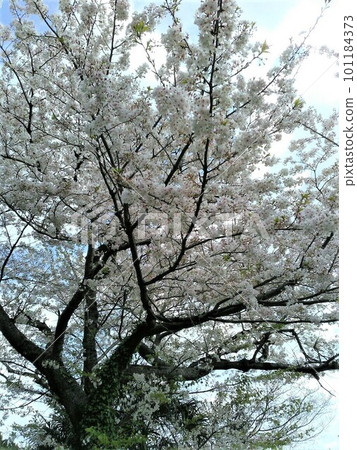 Yokohama Yamate Park Cherry Blossoms Vertical April 3, 2023 Yokohama Yamate Park Cherry Blossoms Vertical April 3, 2023 101184373