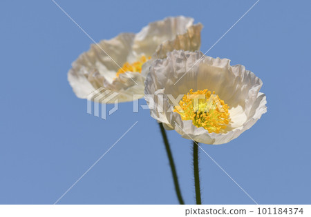 White poppies in the blue sky White poppies in the blue sky 101184374