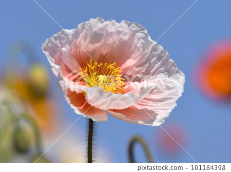 Colorful poppies against the blue sky Colorful poppies against the blue sky 101184398