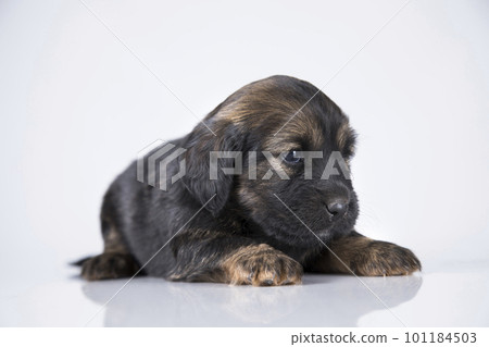 Little dog on a white background 101184503