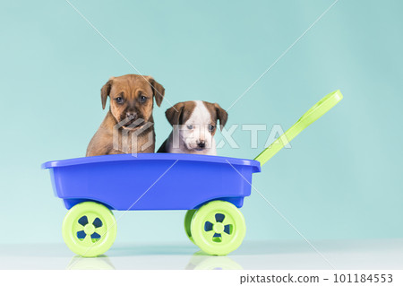 Cute doggies in a toy wagon 101184553