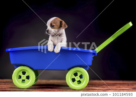 Little dog in a toy wagon Little dog in a toy wagon 101184593