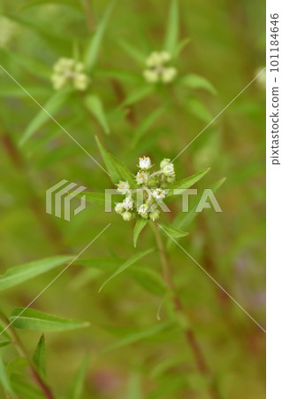 Oriental penthorum Oriental penthorum 101184646