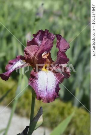 Tall bearded iris Crinoline Tall bearded iris Crinoline 101184647