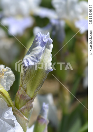 Intermediate bearded iris Antarctique Intermediate bearded iris Antarctique 101184655