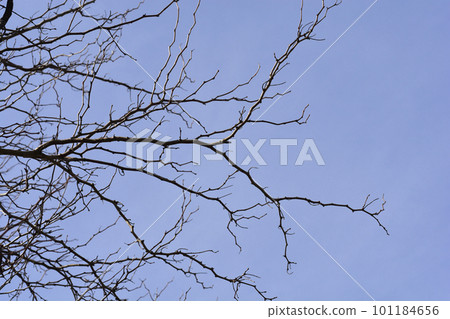 Thornless Honey locust 101184656