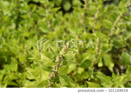 Upright pellitory Upright pellitory 101184658