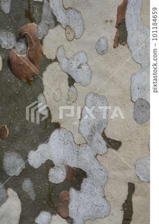 London plane London plane 101184659
