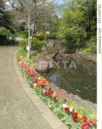 Yokohama English garden tulips along the river April 3, 2023 101184792