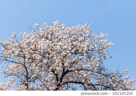 Sakura Namiki Shinshu 101185103