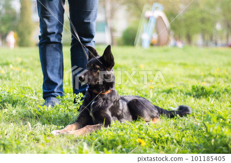 next to a man in a park on a leash lies a small black dog with white spots and red paws in the green grass and stares at the distance, seeing something interesting 101185405