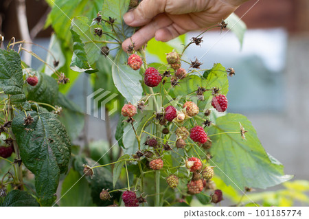 hot summer, among the green leaves ripe and dried raspberries hot summer, among the green leaves ripe and dried raspberries 101185774