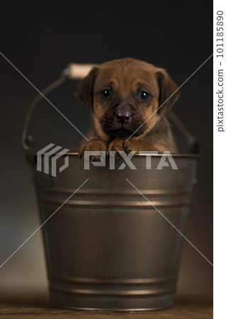 A small dog in a metal bucket A small dog in a metal bucket 101185890