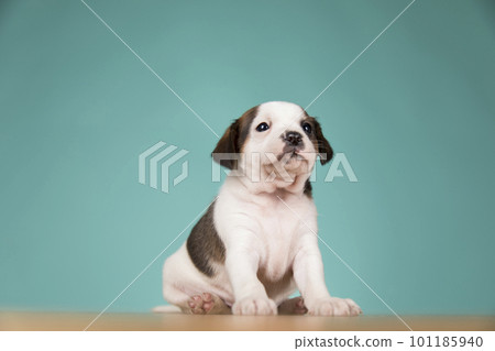Cute puppy dog, animals concept 101185940