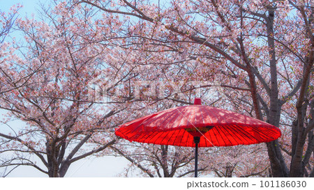 Cherry Blossoms in Full Bloom Ono Sakura Tsuzumi Corridor Cherry Blossoms in Full Bloom Ono Sakura Tsuzumi Corridor 101186030