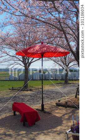 Cherry Blossoms in Full Bloom Ono Sakura Tsuzumi Corridor Cherry Blossoms in Full Bloom Ono Sakura Tsuzumi Corridor 101186034