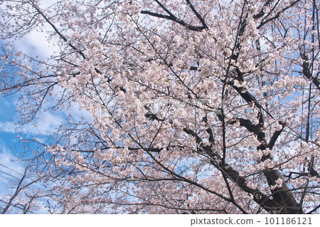 盛開的櫻花、染井吉野、在藍天閃耀的千本櫻 盛開的櫻花、染井吉野、在藍天閃耀的千本櫻 101186121