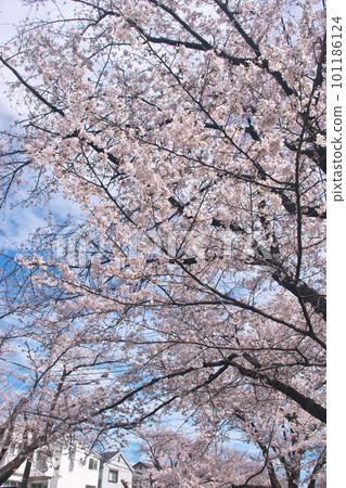 盛開的櫻花、染井吉野、在藍天閃耀的千本櫻 101186124