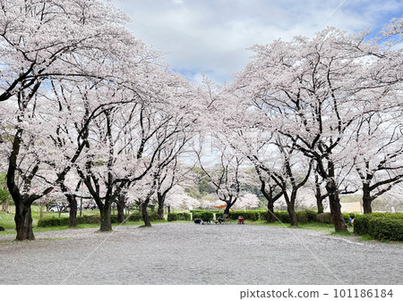 Campsite with scattered cherry blossom petals 101186184