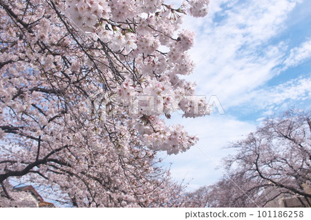 Cherry blossoms in full bloom, Someiyoshino, Senbonzakura Cherry blossoms in full bloom, Someiyoshino, Senbonzakura 101186258