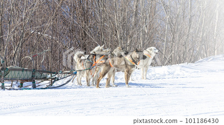 young siberian husky look ahead, harnessed to a sled 101186430