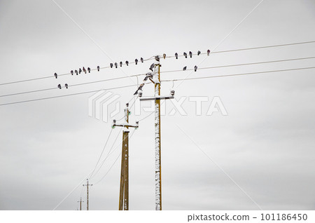 winter, the bird sitting on the wires covered with snow winter, the bird sitting on the wires covered with snow 101186450