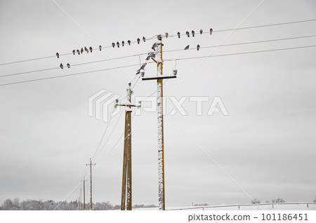 winter, the bird sitting on the wires covered with snow winter, the bird sitting on the wires covered with snow 101186451