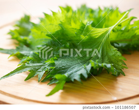 Aojiso leaves on a cutting board Aojiso leaves on a cutting board 101186507